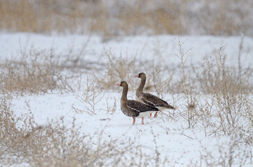 Greylag Gooses (Anser anser) and Greater White-fronted Goose (Anser albifrons) on a snowy day near Lake Karataş in Turkey.