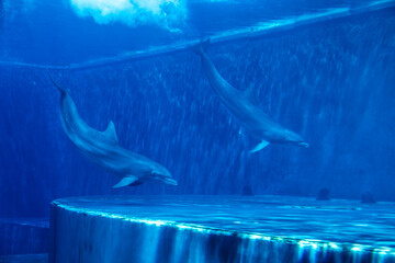 Dolphins couple swimming in aquarium. Blue light, underwater