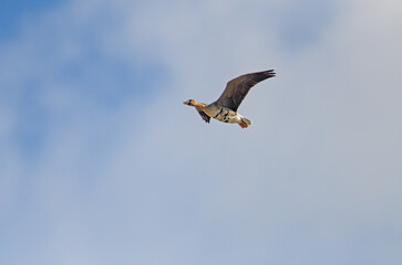 Greater White-fronted Goose (Anser albifrons) flying over Lake Karataş in Turkey.