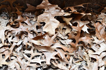 Dry Fallen Leaves