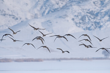 Greylag Goose (Anser anser) and Greater White-fronted Goose (Anser albifrons) flying over Lake Karataş in Turkey. Snowy background.