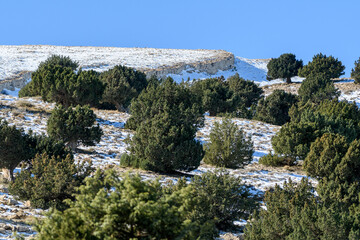 Juniperus thurifera trees in Mount Mehmel in the Aures Mountains, Algeria