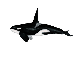 Obraz premium Ilustración en acuarela de Orca (Orcinus Orca) Mamíferos de Chile. 