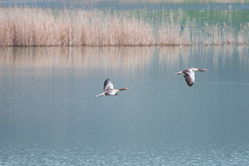 Greylag Goose, Anser anser, flying over the lake at Karataş Lake in Turkey.