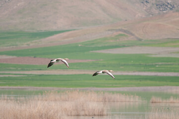 Greylag Goose, Anser anser, flying over the lake at Karataş Lake in Turkey.