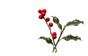 holly leaves and red berries (winterberries) isolated on white background (cut out holiday mistletoe graphic) berry, green, close up, greeting, christmas theme, gifting (evergreen bush)