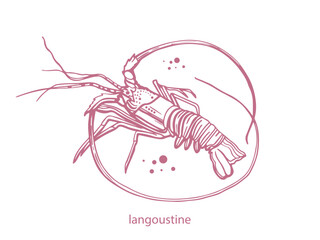 Hand drawn isolated vector langoustines. Seafood vintage vector illustration on a white background.