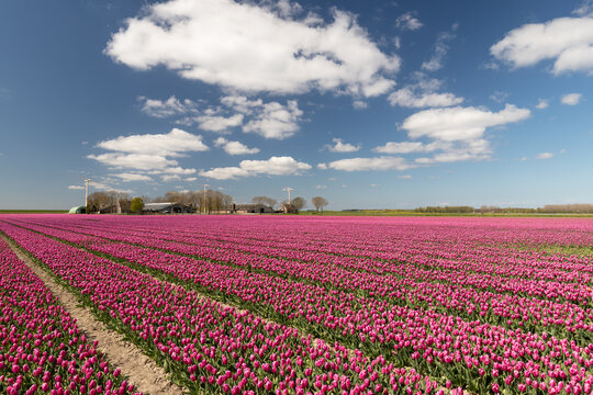 Tulip field near Almere in Flevoland.