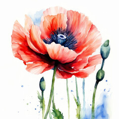 Red poppy watercolor illustration. Blooming poppy. Wildflower, meadow flower. Spring, summer. Mother's Day, Birthday. For printing on greeting cards, invitations, stickers.