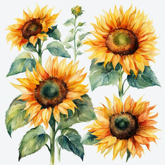 Blooming sunflowers watercolor illustration set. Sunflower bouquet. Wildflowers, meadow flowers. Summer. Yellow, orange, green colors. Mother's Day, Birthday. For printing on greeting cards