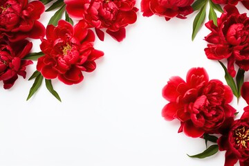 Flat lay of red peony flowers with copyspace on white background