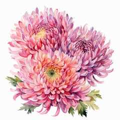 Asters watercolor illustration. Pink asters. Blooming asters. Flowers bouquet. Summer, August. Mother's Day, Birthday. For printing on greeting cards, invitations, stickers.