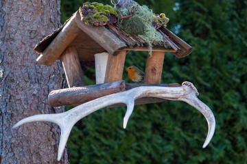 a robin, erthacus rubecula, in the garden at a winter day at a bird feeder 