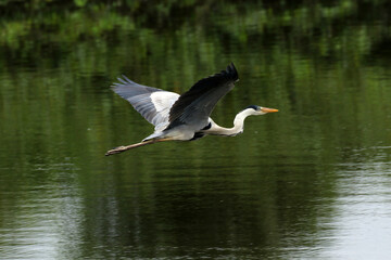 Garça Real Europeia em voo rasante na lagoa de Guaratiba - Maricá - RJ 