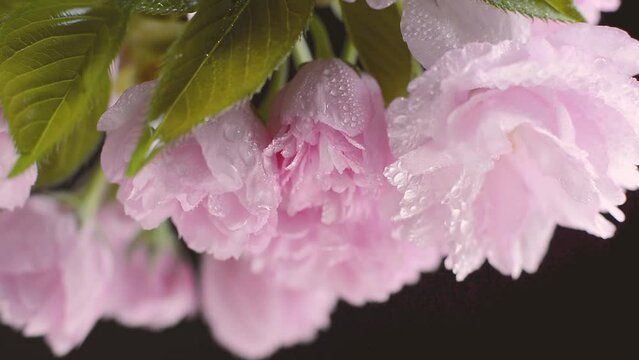 Zoom in on fresh pink cherry blossoms with water droplets