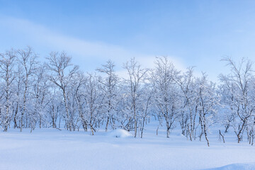 Landscape of cnow-covered trees and blue sky