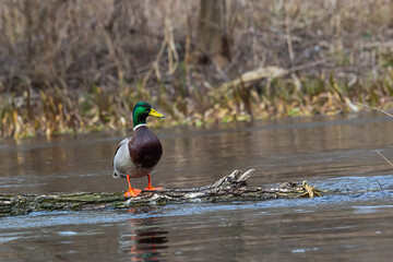 Mallard duck swimming on a pond picture with reflection in water. One mallard duck quacking on a lake