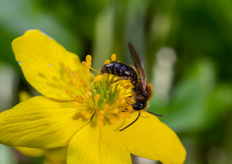 Honey bee on Yellow wood Anemone, Anemonoides ranunculoides. Nature awakening in spring
