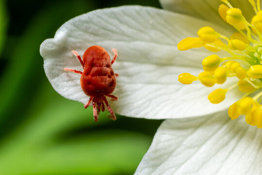 Close up macro Red velvet mite or Trombidiidae in natural environment on a white anemone flower