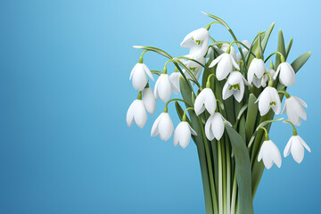 White snowdrops on blue background, March 8 and Women's Day card with copy space for text