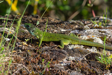 European green lizard Lacerta viridis emerging from the grass exposing its beautiful colors