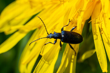 The longhorn beetle Callidium violaceum on a yellow flower