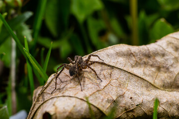 A close-up shot of a Pardosa milvina spider on a leaf in the garden