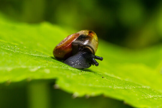 Oxychilus alliarius , commonly known as the garlic snail or garlic glass-snail