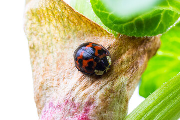 Asian ladybird beetle Namitento, Harmonia axyridis with orange spots on black sitting in the forest...