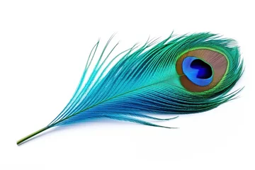 Gordijnen Peacock feather on white background © Alina