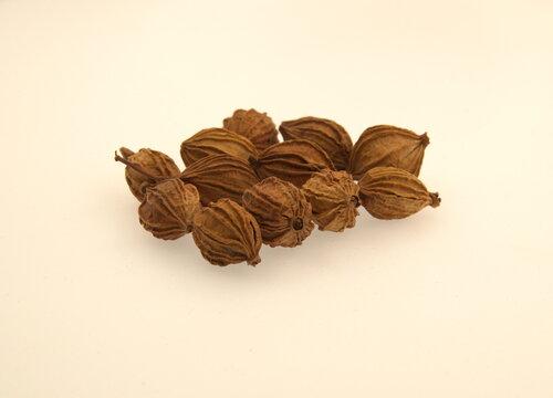 Fruits of Wurfbainia villosa, also known by its basionym Amomum villosum, is a plant in the ginger family that is grown throughout Southeast Asia and in South China, on white background