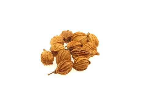 Fruits of Wurfbainia villosa, also known by its basionym Amomum villosum, is a plant in the ginger family that is grown throughout Southeast Asia and in South China, on white background