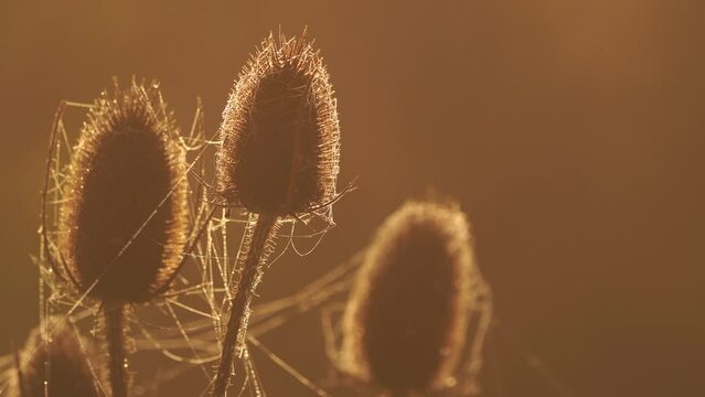 Teasels covered in cobwebs glowing in the sunlight during the golden hour