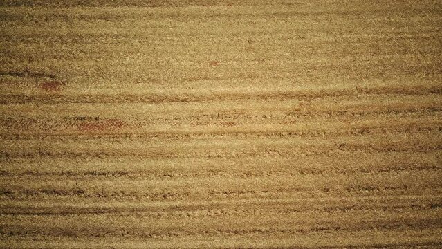 Aerial drone view, top down, of a rural farm area recently prepared for planting sugar cane, with the image panning upwards and rotating on its axis in high 4K resolution