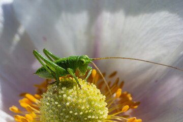 Green grasshopper Tettigonia viridissima on a flower, wildlife, macro
