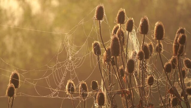  A spider web covered with fine dew drops waving in the morning wind and glowing in the golden hour