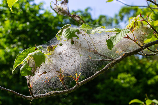 Group of Larvae of Bird-cherry ermine Yponomeuta evonymella pupate in tightly packed communal, white web on a tree trunk and branches among green leaves in summer