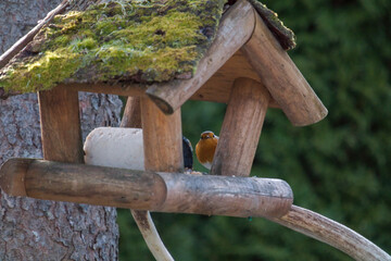a robin, erthacus rubecula, in the garden at a winter day at a bird feeder 
