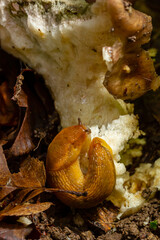 Slug, Dusky Arion, Arion subfuscus, Terrestrial Snail eating a mushroom in the forest