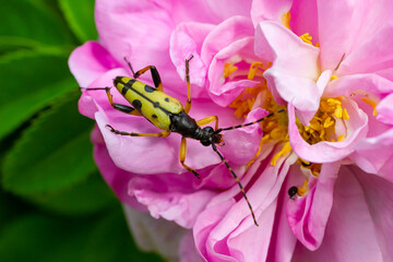 Closeup on a Spotted longhorn beetle, Leptura maculata on the pink flower, Daucus carota