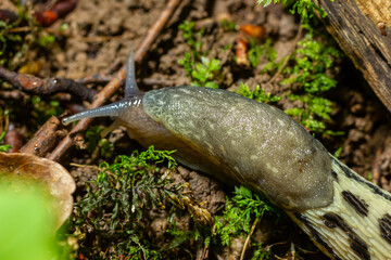 Limax maximus - leopard slug crawling on the ground among the leaves and leaves a trail