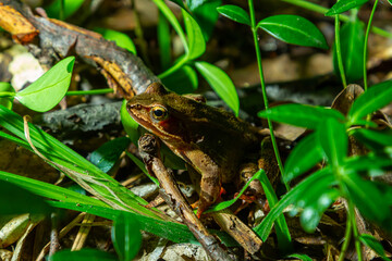 The wood frog, Lithobates sylvaticus or Rana sylvatica. Adult wood frogs are usually brown, tan, or rust-colored, and usually have a dark eye mask