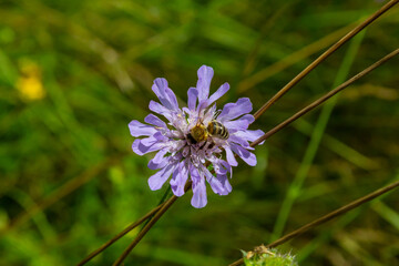 A bee collects pollen near a flower. A bee flies over a flower in a blur background