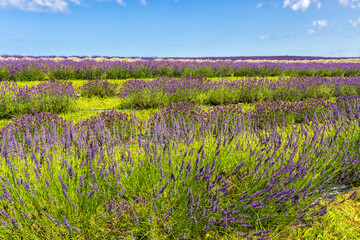 Lavender field with blooming lavender, Ontadio, Canada