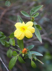 Jasminum nudiflorum, ornamental plant with yellow flowers