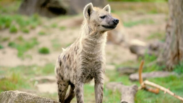 Close up shot of a hyena (Hyaenidae) watching around looking out for danger and hunt
