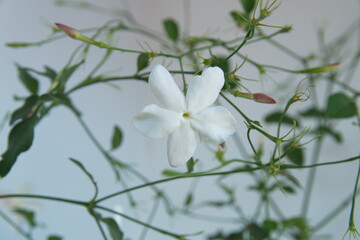 Jasminum grandiflorum, also known variously as the Spanish Royal jasmine, Catalan jasmine, Sicilian...