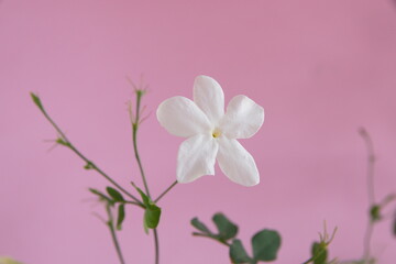Jasminum grandiflorum, also known variously as the Spanish Royal jasmine, Catalan jasmine, Sicilian jasmine, in bloom, on pink background