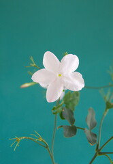 Jasminum grandiflorum, also known variously as the Spanish Royal jasmine, Catalan jasmine, Sicilian jasmine, in bloom, on green background