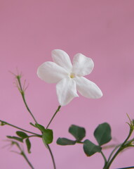 Jasminum grandiflorum, also known variously as the Spanish Royal jasmine, Catalan jasmine, Sicilian jasmine, in bloom,  on pink background